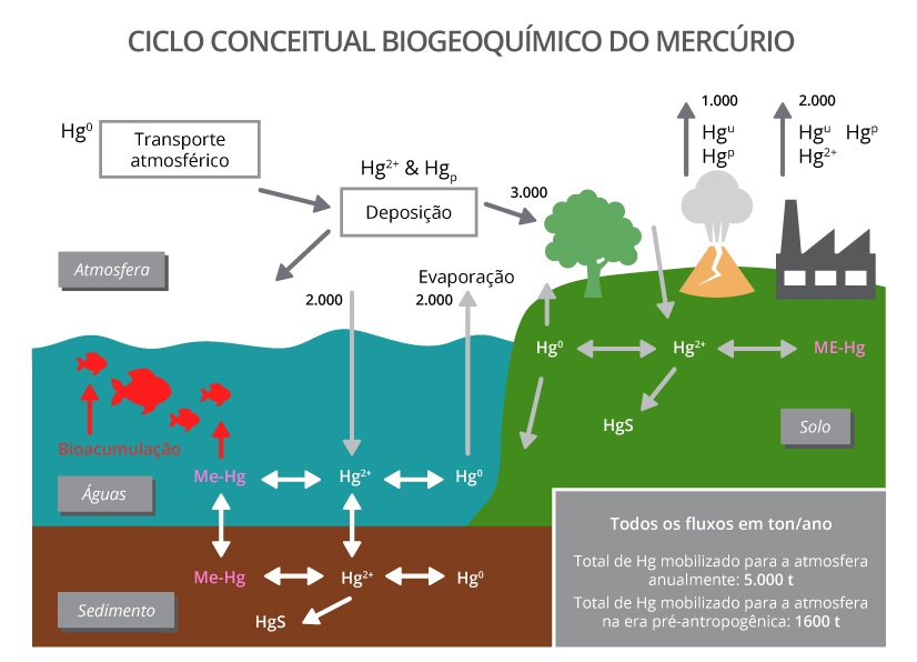 Infografico Ciclo conceitual biogeoquímico do mercúrio