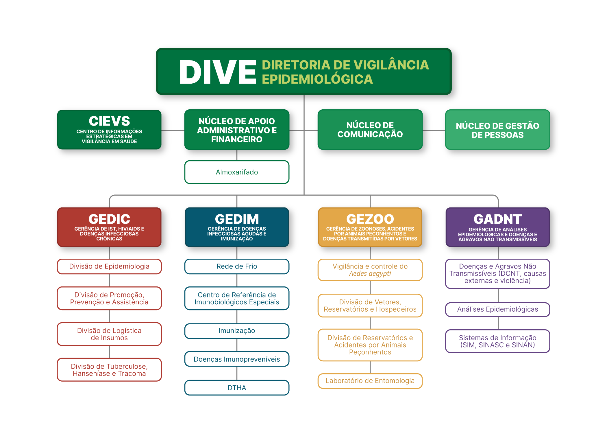 Organograma DIVE 2024