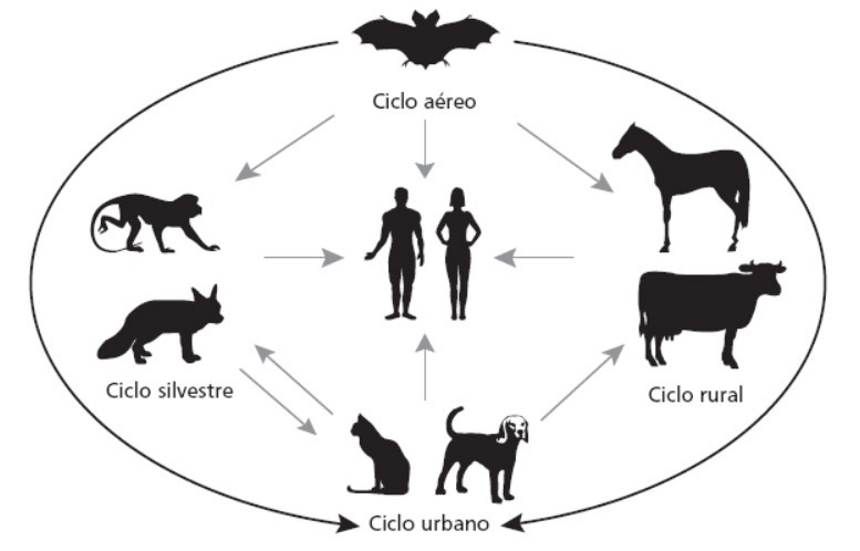 Infográfico em preto e branco ilustrando os ciclos de transmissão da raiva. No centro da imagem, estão as silhuetas de um homem e de uma mulher. Ao redor deles, dispostas em círculo, há silhuetas de diversos animais associadas a quatro ciclos de transmissão, com setas indicando as interações e contágios entre os grupos e os seres humanos: Ciclo aéreo: representado no topo por um morcego, com setas direcionadas aos macacos, aos humanos, aos cavalos e aos bois. Ciclo silvestre: no lado esquerdo, representado por um macaco e uma raposa. Ciclo rural: no lado direito, representado por um cavalo e uma vaca. Ciclo urbano: na parte inferior, representado por um gato e um cão, com setas apontando para a transmissão humana, para os animais do ciclo rural e para os do ciclo silvestre.