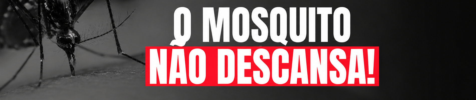 Mosquito não descansa