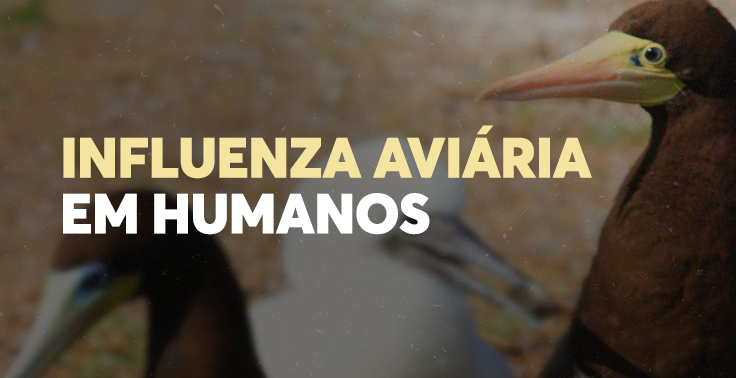 Banner com o título 'INFLUENZA AVIÁRIA EM HUMANOS' em destaque, sobre imagem de aves marinhas desfocadas ao fundo, com uma ave de plumagem marrom e bico amarelo em primeiro plano à direita.